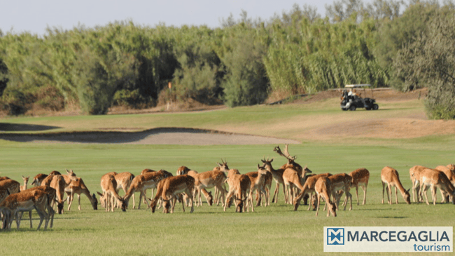 golf albarella